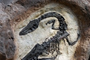 Tropem dinozaurów cz.II – skamieniałości i paleontolodzy 